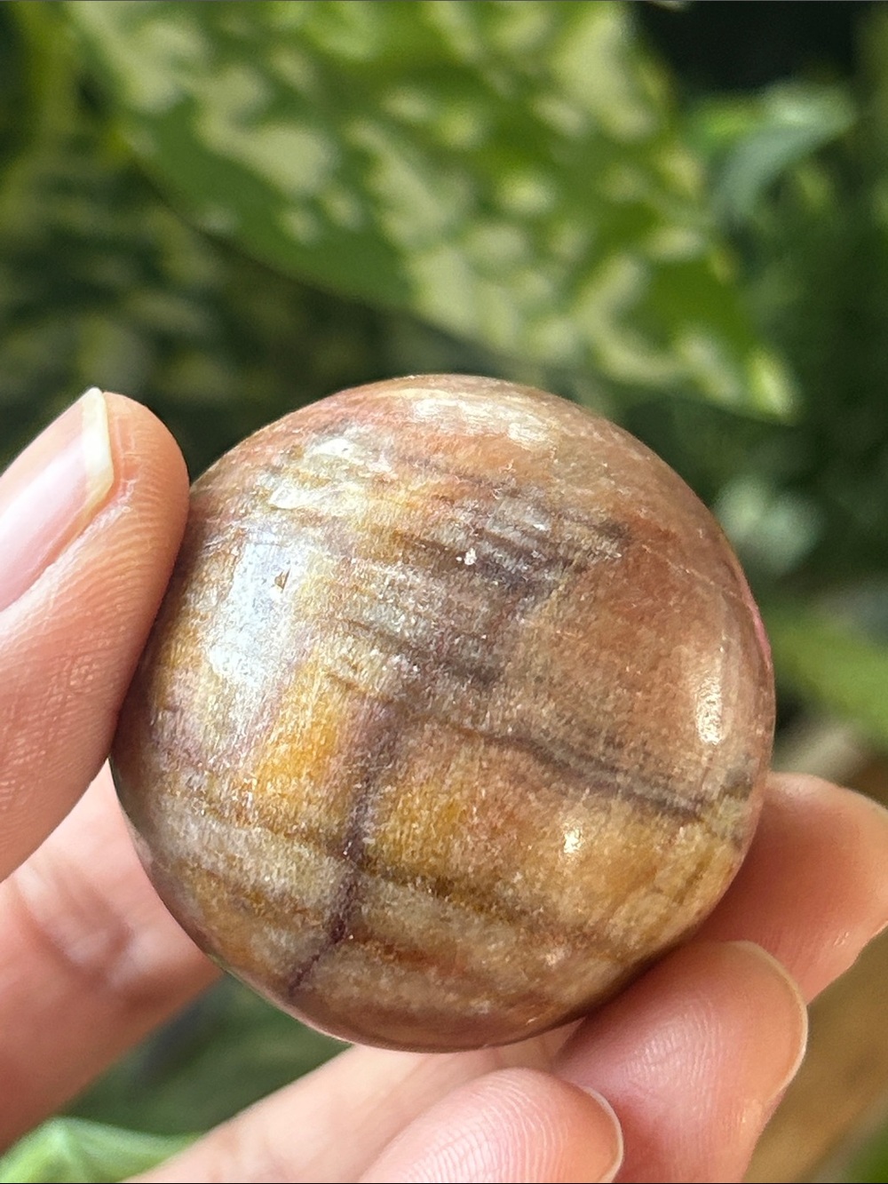 💎 38.1mm Pink Petrified Wood